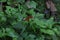 A male Calotes Calotes lizard with bright red head and throat is trying to hide