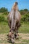 Male camel with large humps  eating from the ground