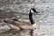 Male Canadian goose swimming in a lake