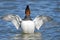 Male Canvasback Displaying Wings