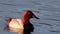 A male canvasback duck on a lake