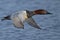 A Male Canvasback in Flight