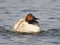 Male Canvasback Splashing in the Water