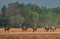 Male cape buffalos walking in the yard