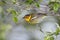 Male Cape May Warbler