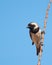 Male Cape Sparrow on branch