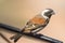 A male Cape Sparrow Passer melanurus on a perch with bokeh