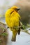 Male Cape Weaver Bird