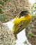 Male Cape Weaver Bird at Nest