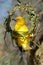 A male Cape weaver building a nest, South Africa