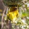 Male Cape weaver hanging upside down