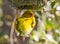 A male Cape Weaver hangs upside down from the nest it is building