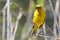 Male Cape Weaver (Ploceus capensis