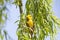 Male Cape Weaver Ploceus capensis building anest in a weeping willow tree overhanging a dam in spring. Bright yellow breeding