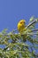 Male Cape Weaver,  Ploceus capensis, with nesting material in beak perched on Weeping Willow Tree