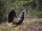 Male capercaillie standing on heather side view
