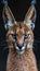 Male caracal and caracal kitten portrait with object, left side empty for text placement