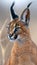 Male caracal and kitten portrait with text space on left, object on right ideal for info