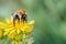 Male Carder Bumblebee, Bombus pascuorum feeding on Ragwort