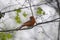 Male Cardinal