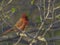 Male Cardinal