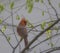 Male Cardinal