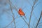 Male cardinal bird