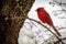 Male Cardinal Bird on a Limb