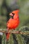 Male Cardinal On A Branch