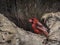 Male Cardinal Feeding on a Background of Tree Bark