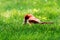 Male cardinal feeding his chick on a green lawn