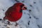 Male cardinal feeding in the snow