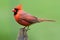 Male Cardinal On A Fence