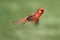 Male Cardinal In Flight