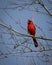 Male Cardinal at Hatchie national wildlife refuge in Tennessee