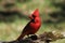 Male Cardinal on Moss Covered Tree Branch