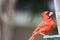 Male cardinal perched on a feeder