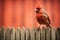 Male cardinal perched on a wooden fence in front of a red background, red bird like a cardinal sitting on a fence, AI Generated