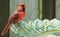 Male Cardinal perches on a glass bird bath