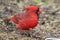 Male cardinal perching on rocky ground