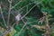 Male Cardinal perching on tree branch