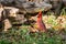 Male Cardinal resting in the green grass of spring