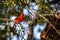 Male Cardinal resting on a live oak tree branch