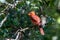 Male Cardinal resting on a tree branch