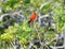 A male cardinal sings a tune to alert its mate to where he is located in the island Greenway
