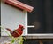 Male Cardinal sitting near a Bluebird`s house.