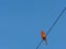 Male Cardinal Sitting on the Power Line