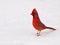 Male cardinal in snow