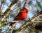 Male cardinal in southern Texas shrubland