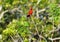 A male cardinal takes a quick look at the photographer while resting on top of a large tree